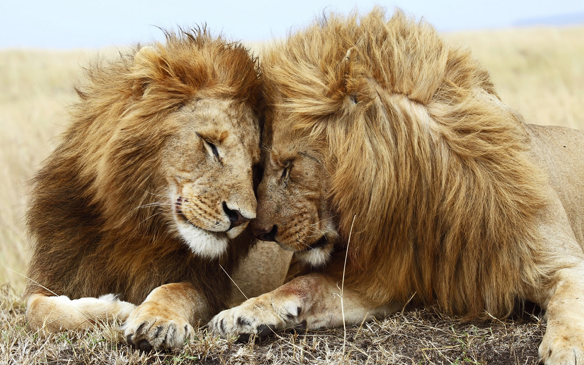 Lions Pair776188420 - Lions Pair - pair, Lions, Cute